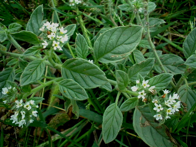 Heliotropium europaeum / Eliotropio selvatico